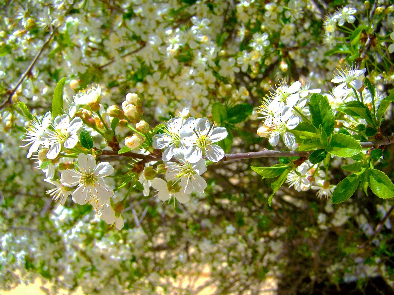 Žydintis Vyšnios Medis, Balta Gėlė, Pavasaris, Nemokamos Nuotraukos,  Nemokama Licenzija