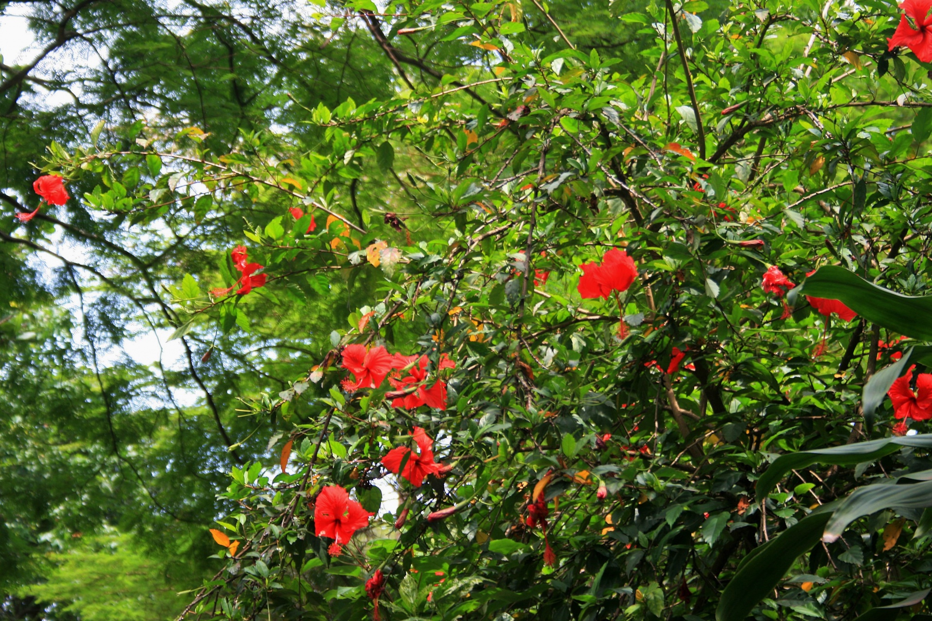 Medis,  Gėlės,  Raudona,  Subtropinis,  Žydintis Hibiscus, Nemokamos Nuotraukos,  Nemokama Licenzija