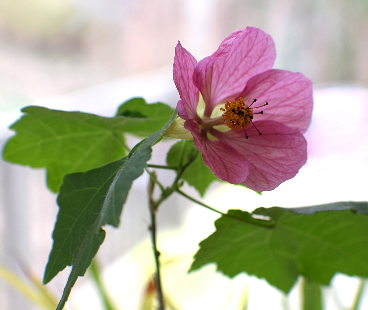 Žydintis Klevas, Konteinerių Gamykla, Sodas, Denio, Rožinis, Gėlė, Žiedas, Žydėti, Gamta, Flora