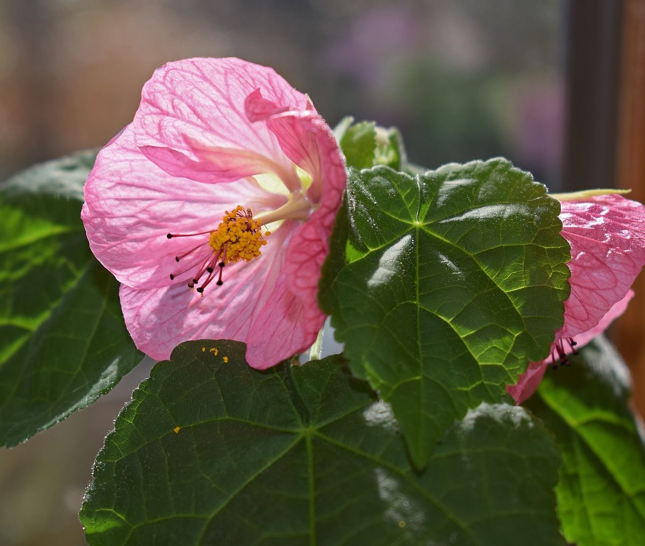 Žydintis Klevas, Konteinerių Gamykla, Rožinis, Pora, Gėlė, Žiedas, Žydėti, Gamta, Flora, Nemokamos Nuotraukos