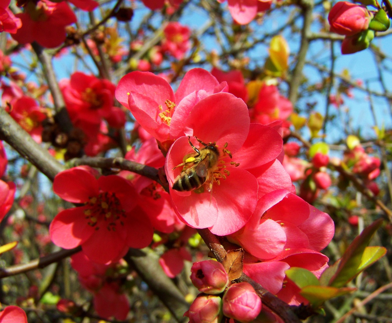 Žydėjimo Kukūra Japonija, Rožinės Pavasarinės Gėlės, Krūmas, Nemokamos Nuotraukos,  Nemokama Licenzija