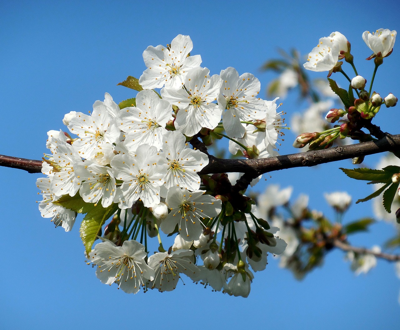 Žydėjimo Medį,  Baltos Gėlės,  Pavasaris, Nemokamos Nuotraukos,  Nemokama Licenzija
