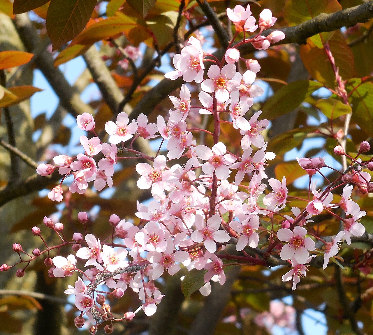 Žydėjimo Medį,  Rausvos Gėlės,  Pavasaris, Nemokamos Nuotraukos,  Nemokama Licenzija