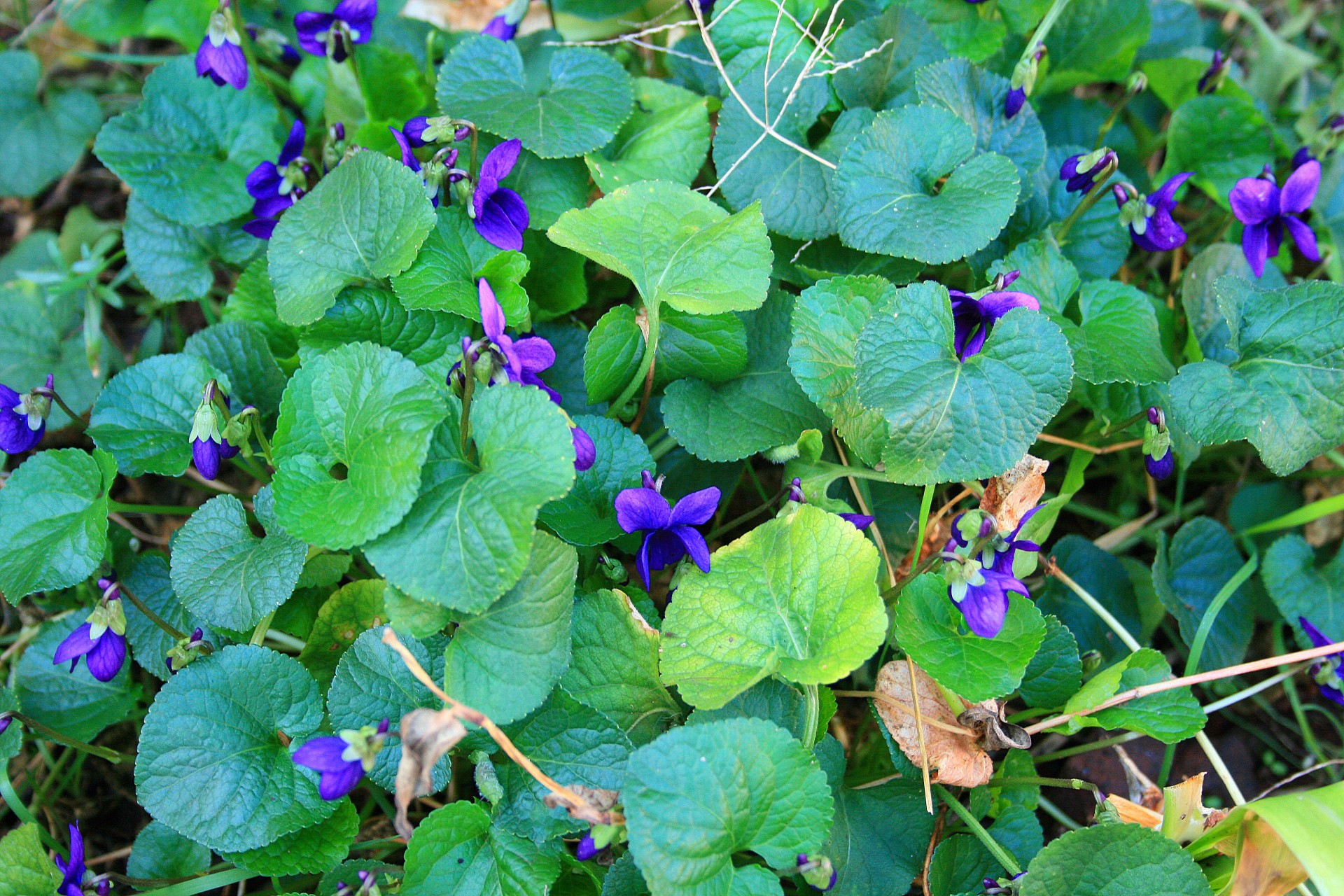 Lova,  Gėlės,  Violets,  Violetinė,  Žydinčios Violetinės, Nemokamos Nuotraukos,  Nemokama Licenzija