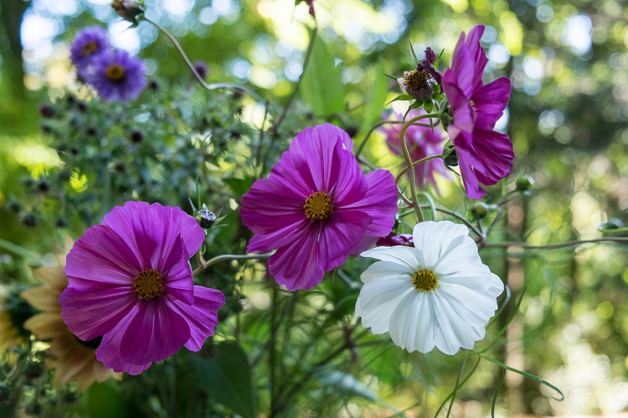 Gėlės, Violetinė, Balta, Strausas, Nemokamos Nuotraukos,  Nemokama Licenzija