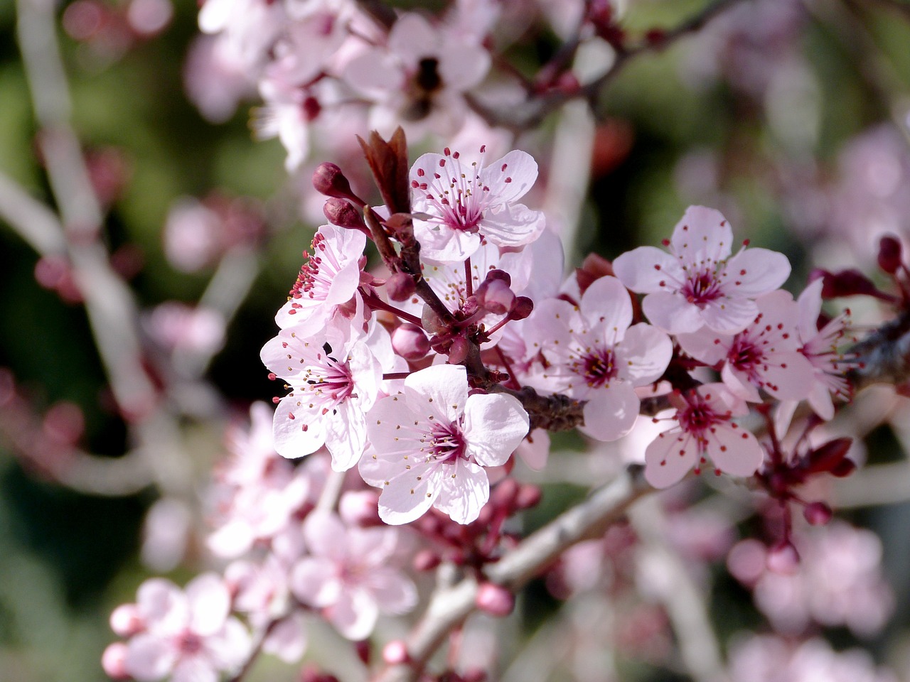 Gėlės, Rosa, Vyšnia, Gėlė, Gamta, Rožės, Sodas, Rožinis, Pavasaris, Žiedlapiai