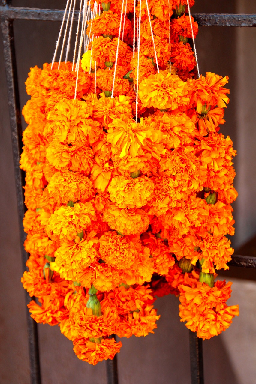 Gėlės, Oranžinė, Oranžinės Gėlės, Indija