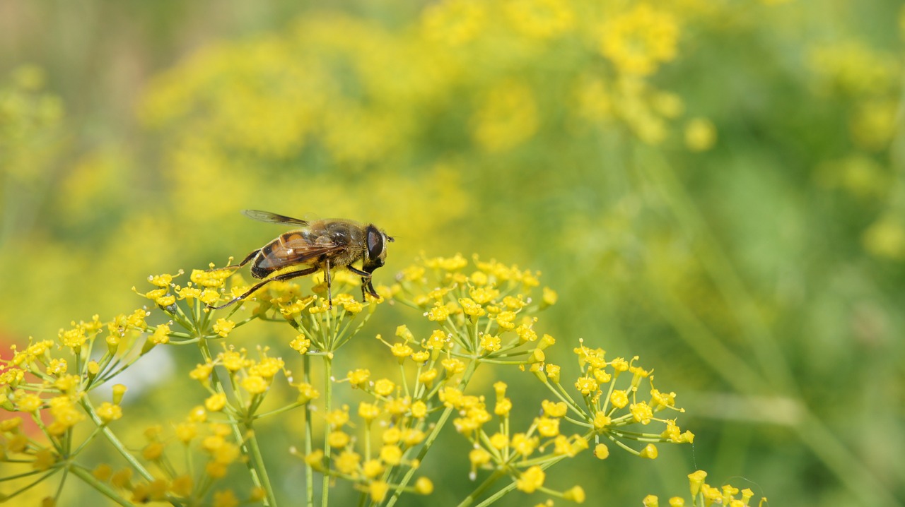 Gėlės, Bičių, Gamta, Pa, Nemokamos Nuotraukos,  Nemokama Licenzija