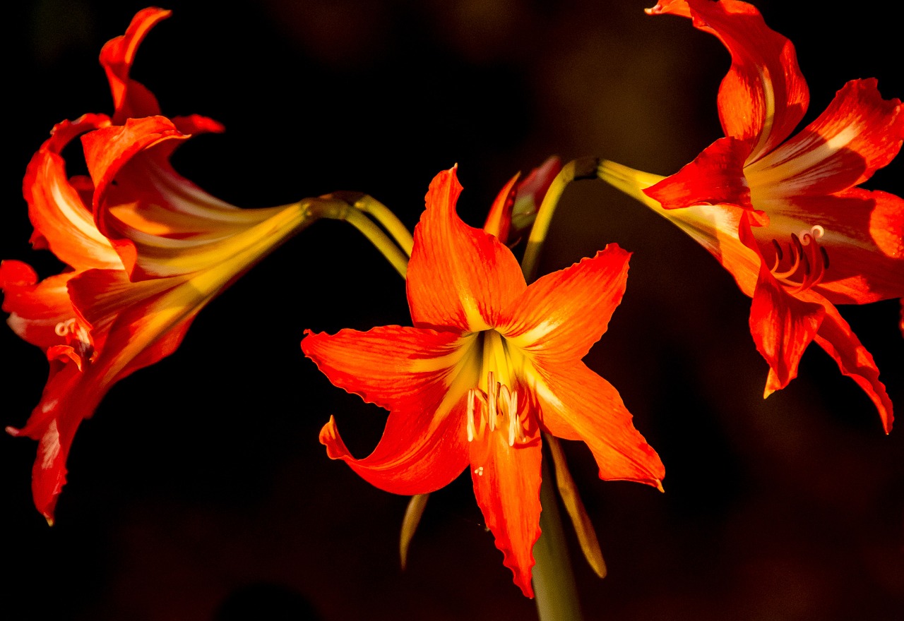 Gėlės, Žydi, Hippeastrum, Oranžinė, Šviesus, Dramatiškas, Flora, Nemokamos Nuotraukos,  Nemokama Licenzija