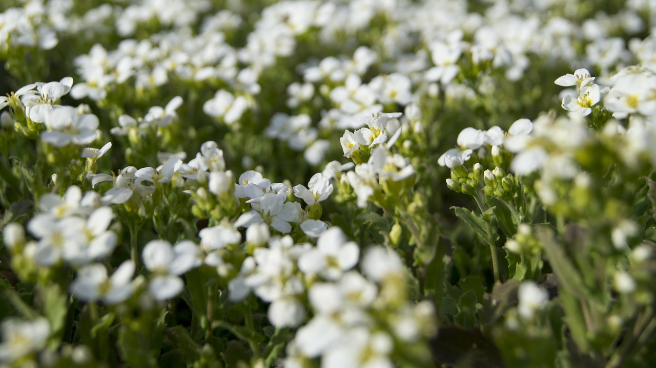 Gėlės, Flora, Gėlė, Balta Gėlė, Pavasaris, Gamta, Makro, Nemokamos Nuotraukos,  Nemokama Licenzija