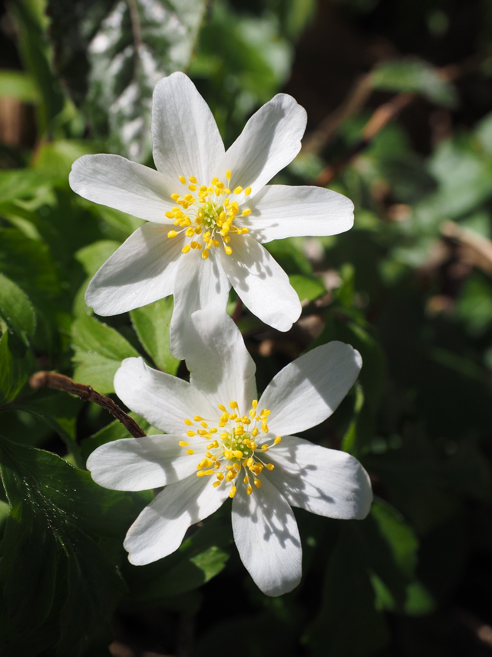 Gėlės, Balta, Medžio Anemone, Gėlė, Anemone Nemorosa, Anemonis, Hahnenfußgewächs, Ranunculaceae, Gražus, Stebuklinga