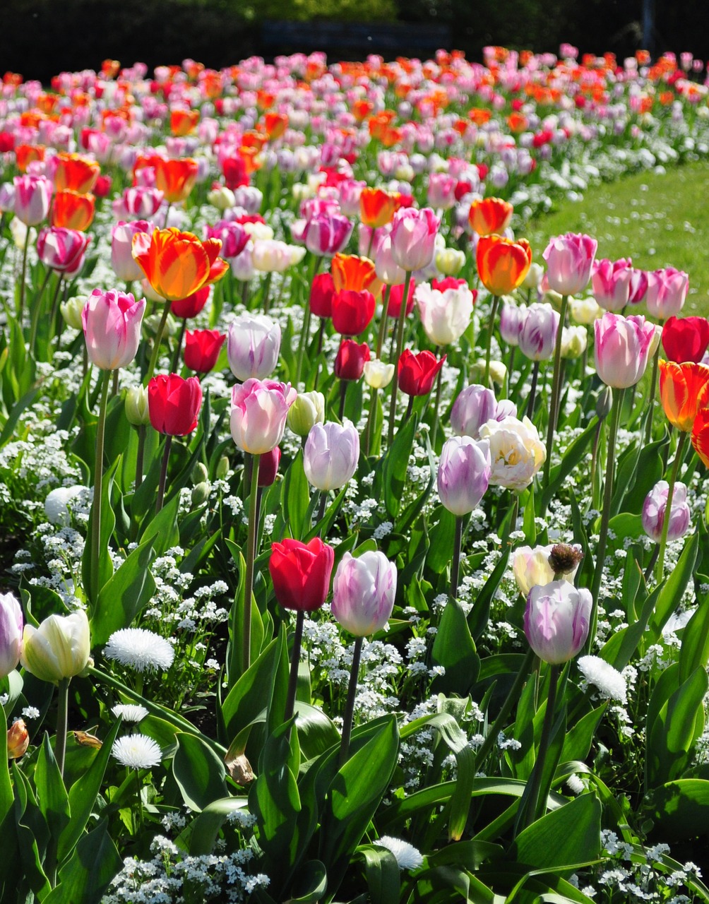 Gėlės, Tulpės, Pavasaris, Tulpė, Gėlė, Gamta, Žydėti, Lauke, Sodas, Bruges