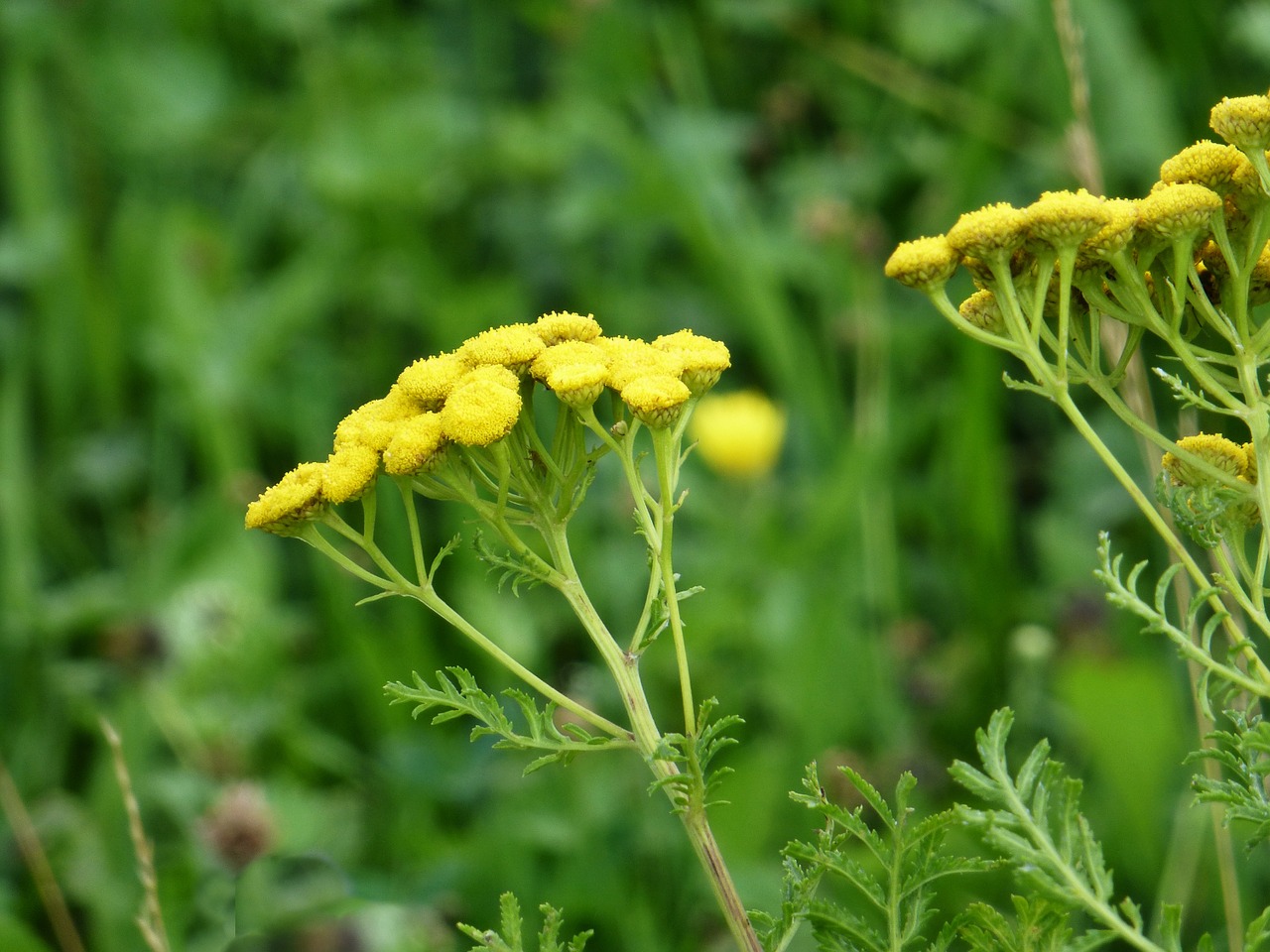 Gėlės, Tansy, Geltona, Faerbepflanze, Vasara, Nemokamos Nuotraukos,  Nemokama Licenzija