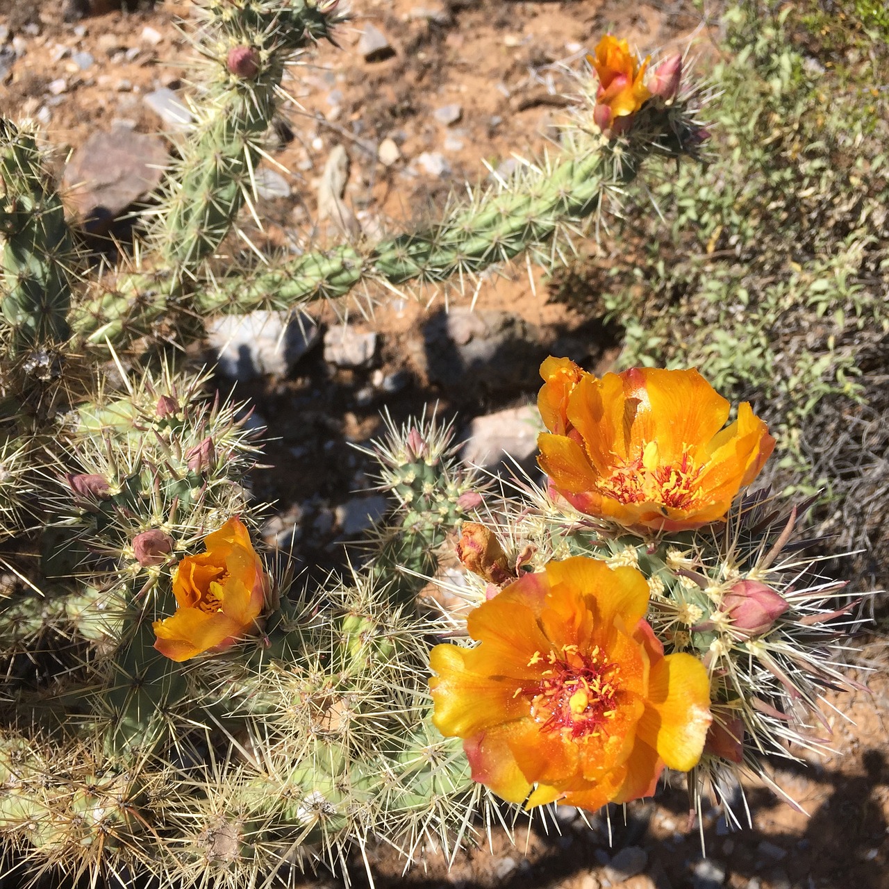 Kaktusas, Gėlės, Arizona, Usa, Erškėčių, Dykuma, Nemokamos Nuotraukos,  Nemokama Licenzija