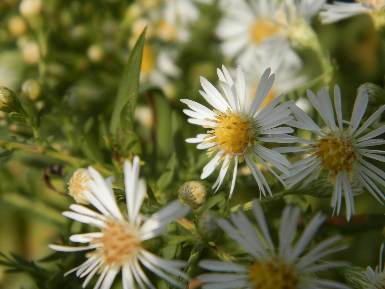 Gėlės, Balta, Geltona, Gėlių, Žiedas, Žiedlapis, Flora, Natūralus, Žydėti, Vasara