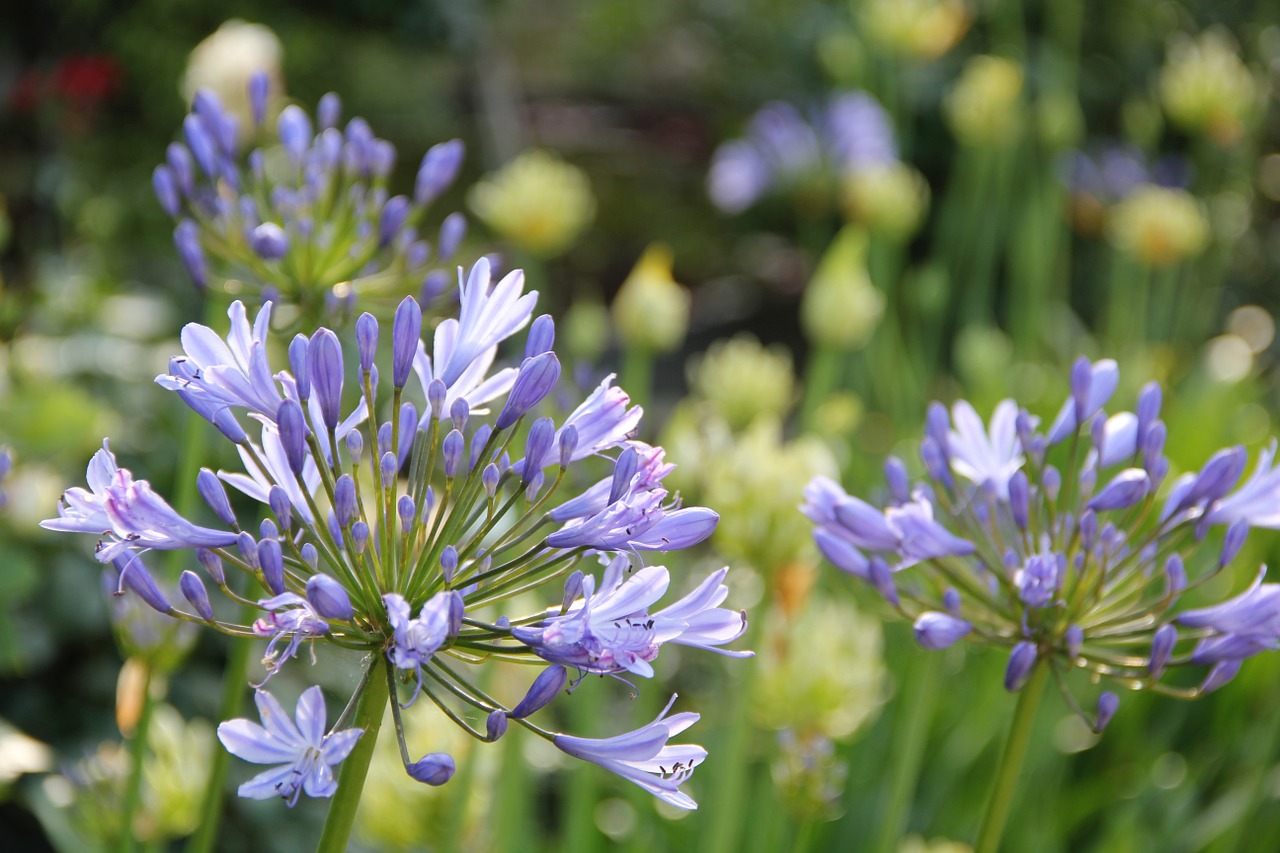 Agapanthus, Gėlės, Sodas, Violetinė, Parkas, Nemokamos Nuotraukos,  Nemokama Licenzija