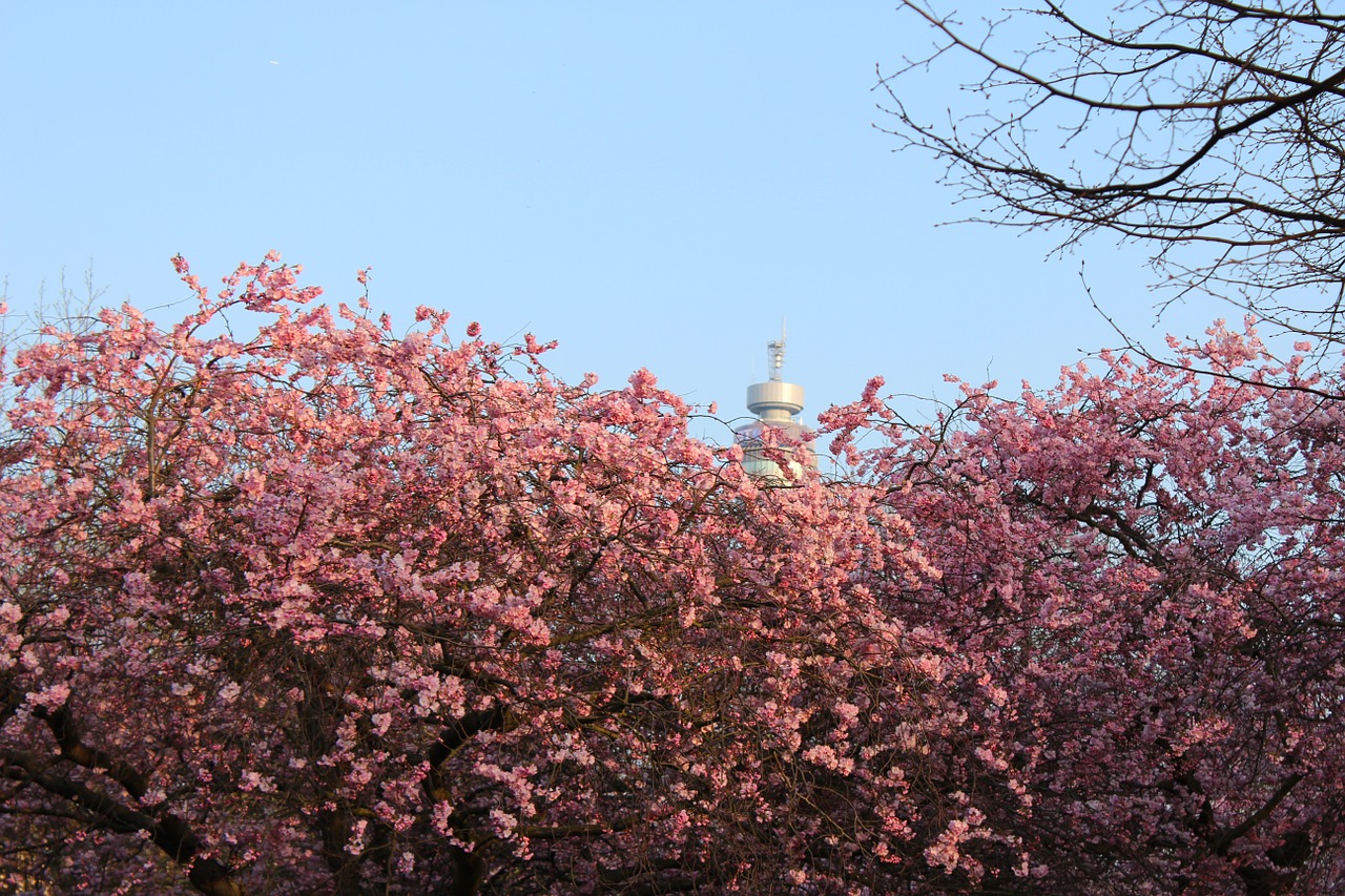 Gėlės, Vyšnia, Rosa, Medžiai, Vaisių Sodas, Torre, Dangus, Londonas, Pavasaris, Augalai