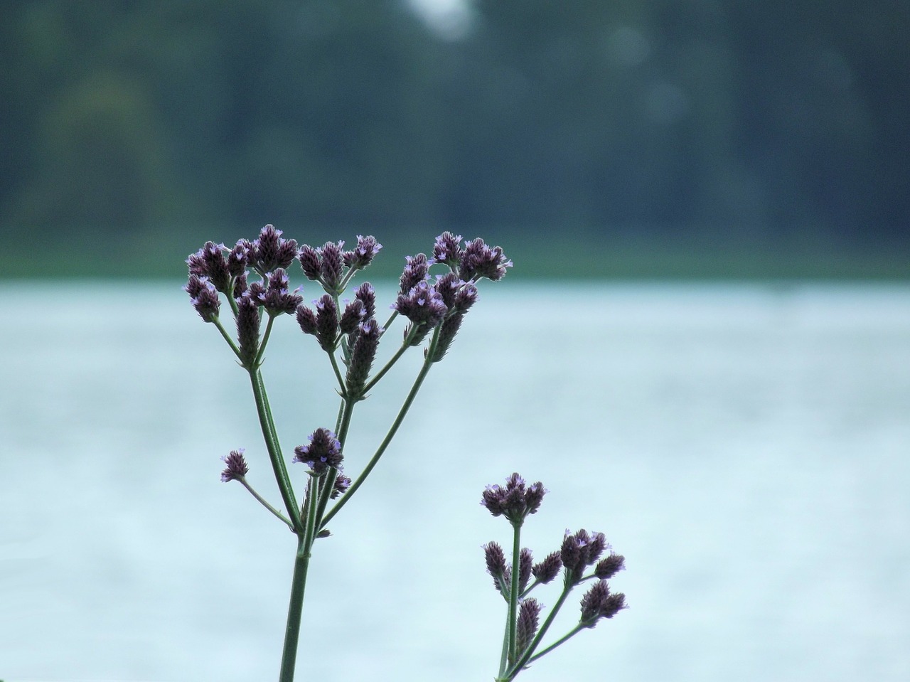 Gėlės, Gėlė, Vanduo, Užtvankos, Wildflower, Gamta, Augalas, Augalai, Fotografija, Hartbeespoort Užtvankos