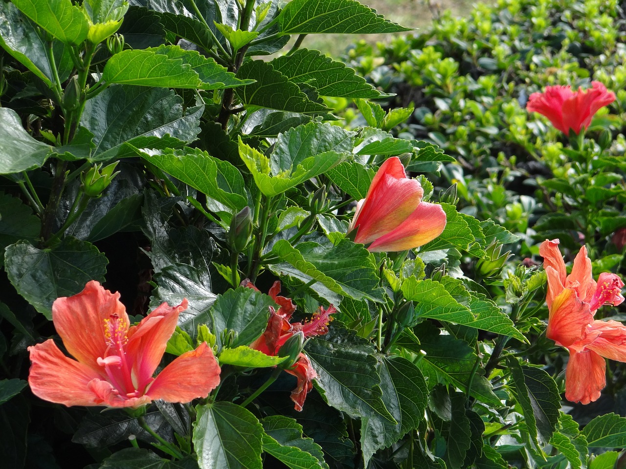 Hibiscus, Gėlės, Augalai, Sodas, Gamta, Gėlė, Botanika, Cuernavaca, Meksika, Nemokamos Nuotraukos