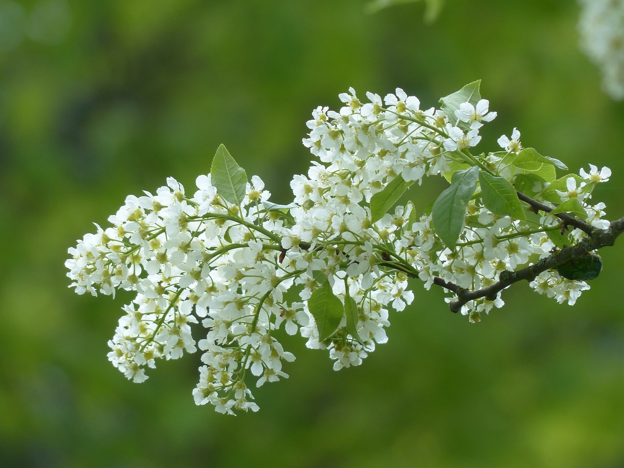 Gėlės, Paprastoji Paukščių Vyšninė, Balta, Lapai, Filialas, Žalias, Prunus Padis, Juoda Vyšnia, Prunus, Medis