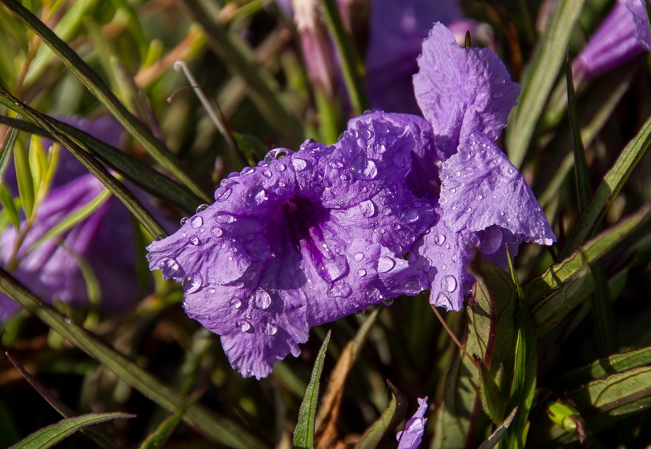 Gėlės, Žydi, Violetinė, Liūtys, Šlapias, Saulėtas, Šviesus, Spalvinga, Sodas, Žiedas