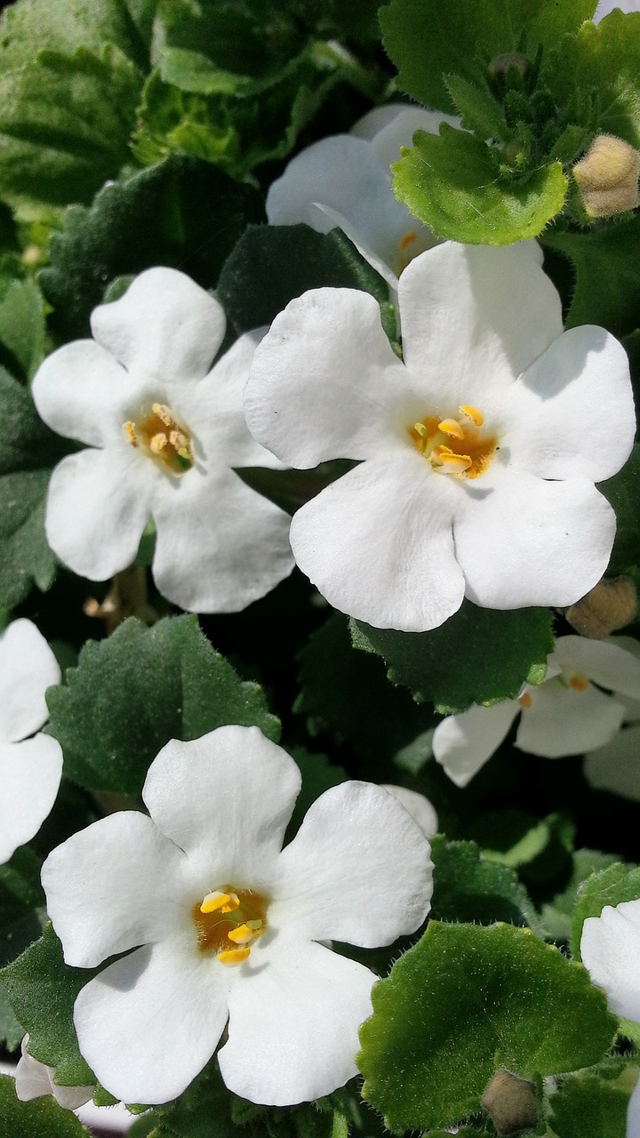 Gėlės, Gėlė, Gamta, Gražus, Spalva, Balta, Flora, Žiedas, Žydėti, Nemokamos Nuotraukos