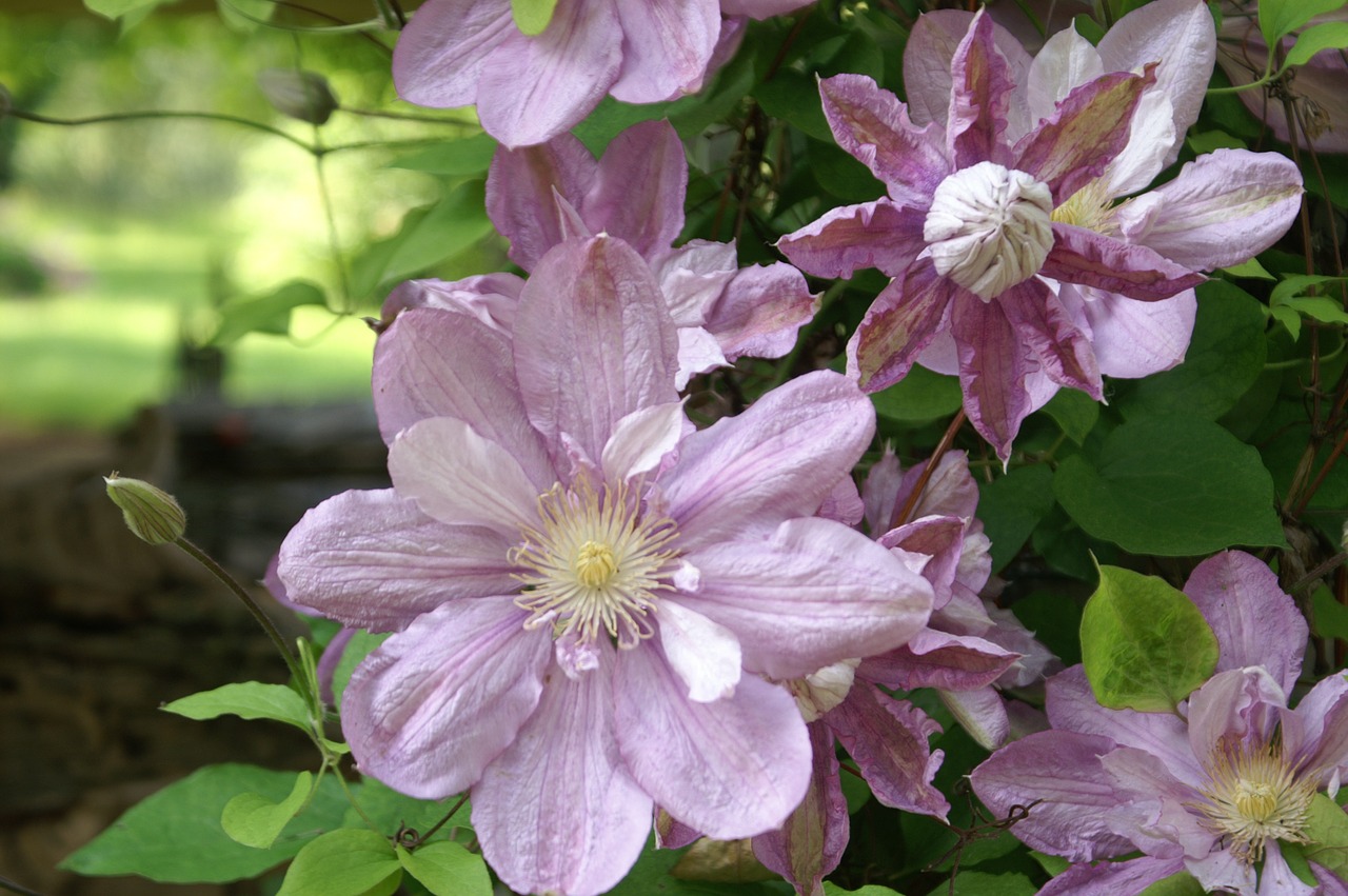 Gėlės, Purpurinės Gėlės, Sodas, Violetinė, Škotų Violetinė, Gamta, Glicinas, Augalas, Flora, Žydėjimas