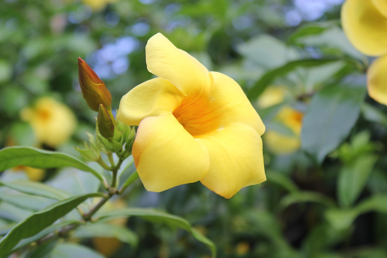 Geltona Alamanda, Allamanda Cathartica, Aukso Trimitas, Batai, Geltonos Žiedlapiai, Gamta, Flora, Rimbo, Nemokamos Nuotraukos,  Nemokama Licenzija