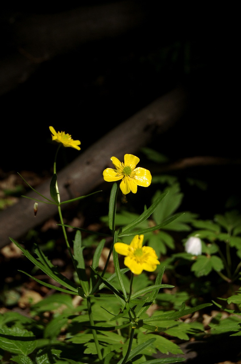 Goldilocks, Geltona, Gėlės, Miškas, Pavasaris, Gamta, Ranúnculus Aurícomus, Nemokamos Nuotraukos,  Nemokama Licenzija