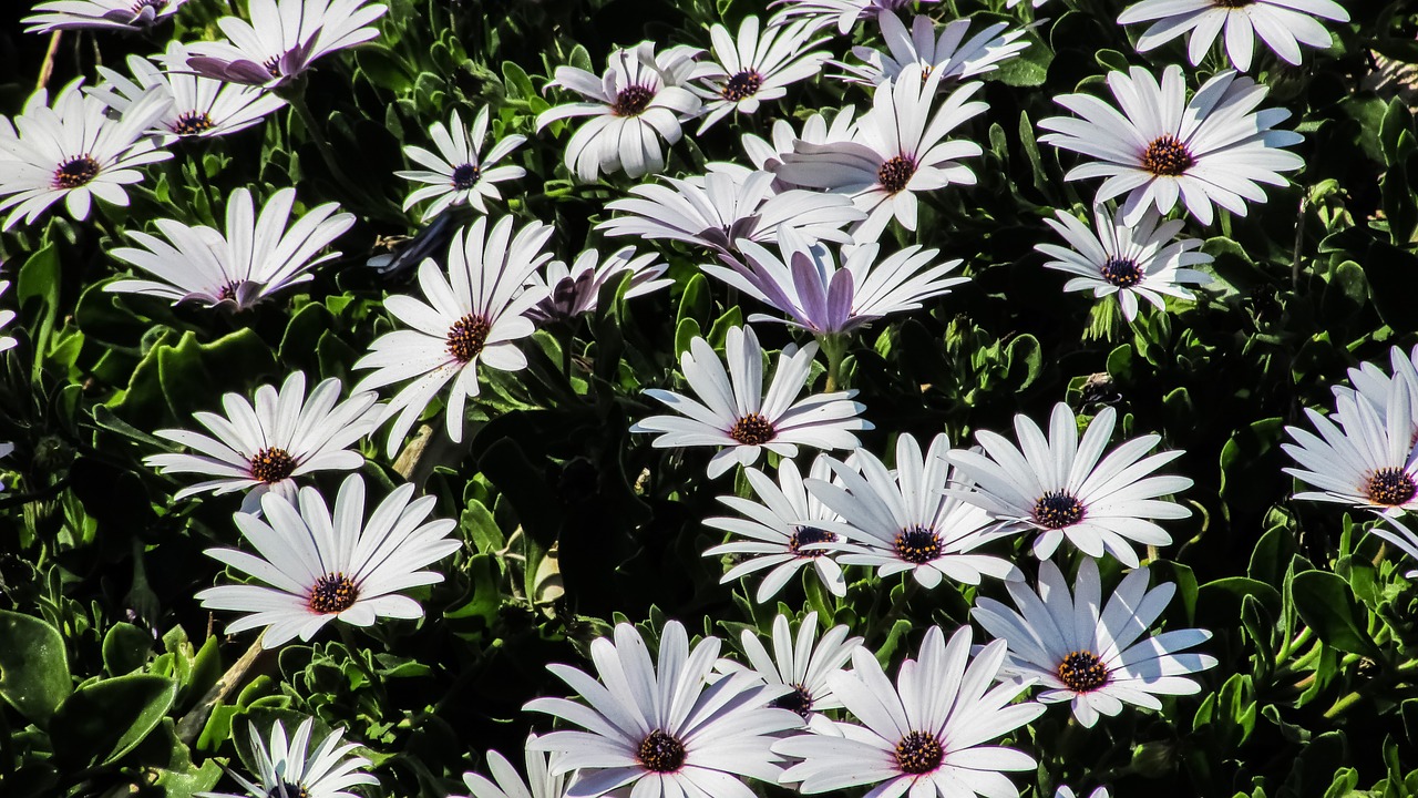 Gėlės, Daisy, Gėlių, Gamta, Žiedas, Pavasaris, Sodas, Šviežias, Spalvinga, Nemokamos Nuotraukos