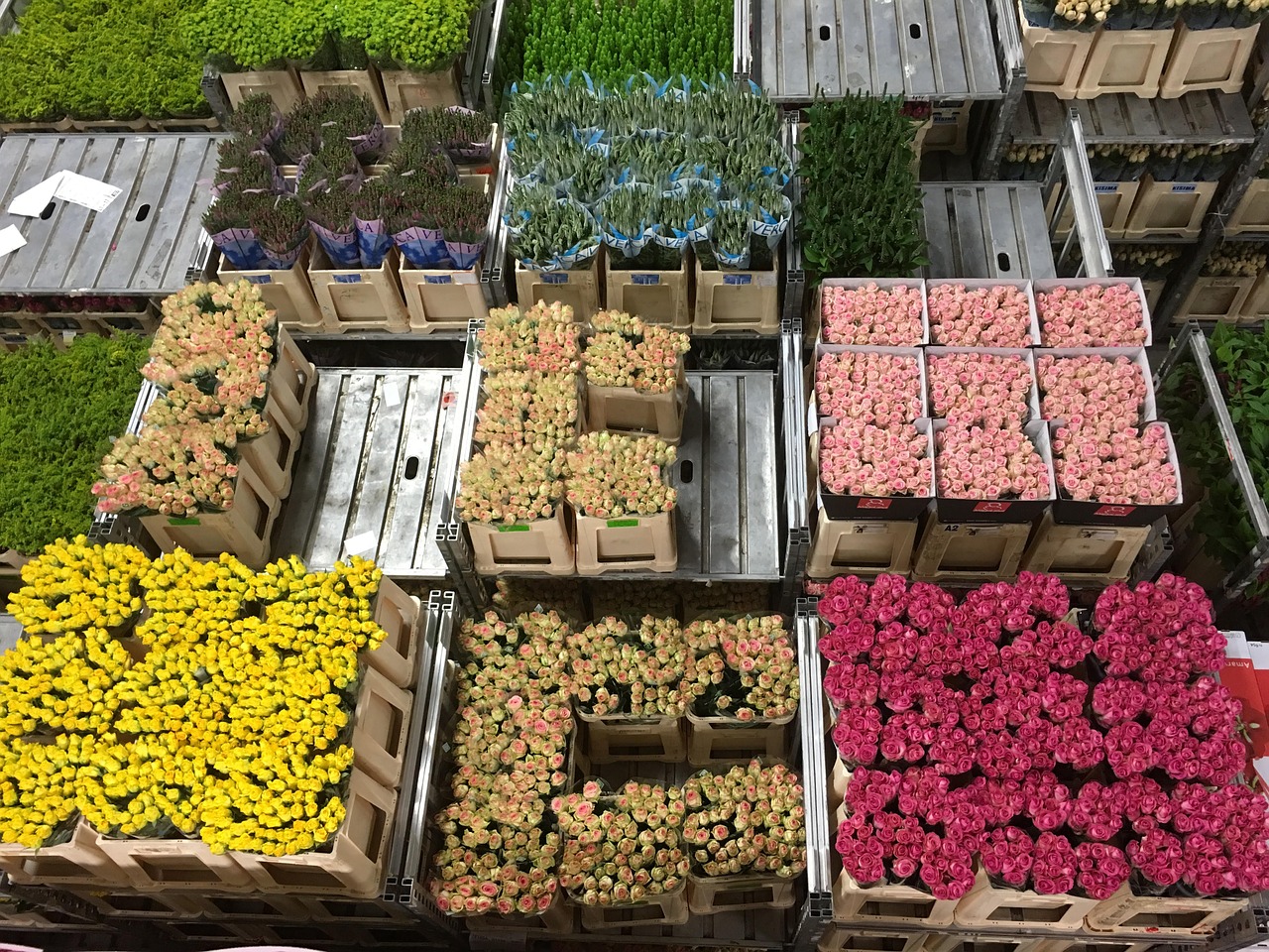 Gėlės, Gėlių Aukcionas, Holland, Nyderlandai, Gėlių Puokštė, Gamta, Aukcione, Rožės, Prekyba, Eksportas
