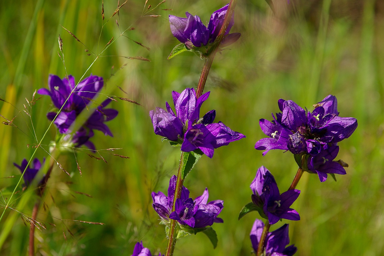 Gėlės, Violetinė, Gamta, Nemokamos Nuotraukos,  Nemokama Licenzija