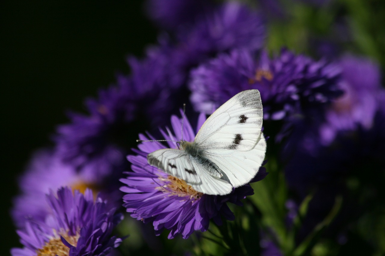 Gėlės, Violetinė, Violetinė, Gamta, Drugelis, Balta, Laukinės Gėlės, Vabzdys, Nemokamos Nuotraukos,  Nemokama Licenzija