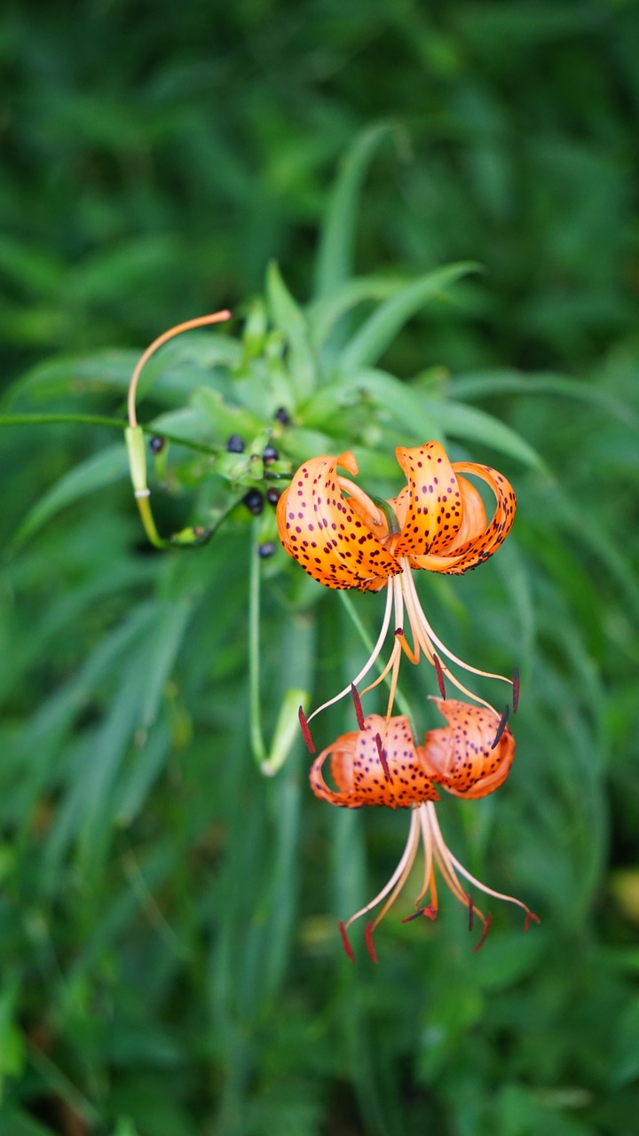 Lelija, Gėlės, Wildflower, Oranžinė Žiedlapis, Nemokamos Nuotraukos,  Nemokama Licenzija