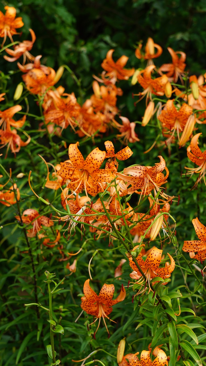 Lelija, Gėlės, Wildflower, Oranžinė Žiedlapis, Nemokamos Nuotraukos,  Nemokama Licenzija