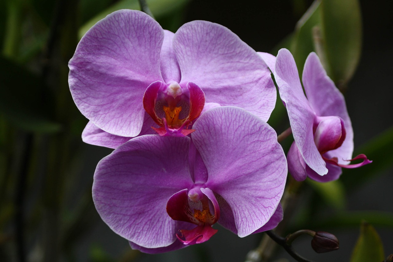 Gėlės, Laukinė Orchidėja, Dendrobiumas, Asija, Indonezija, Gamta, Nemokamos Nuotraukos,  Nemokama Licenzija