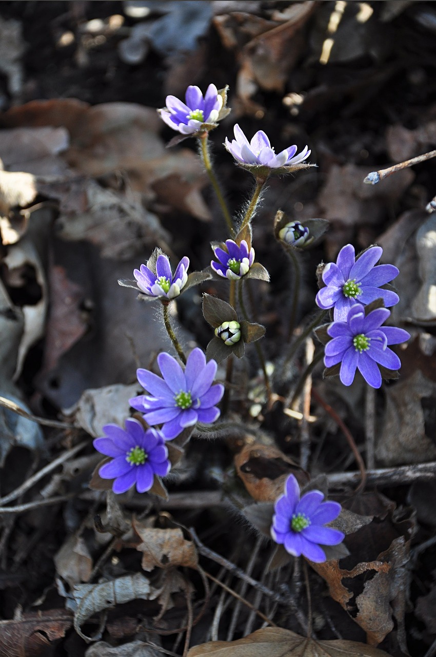 Gėlės, Wildflower, Violetinė, Wildflower Close-Ups, Mėlynos Ausies Fistulė, Nemokamos Nuotraukos,  Nemokama Licenzija