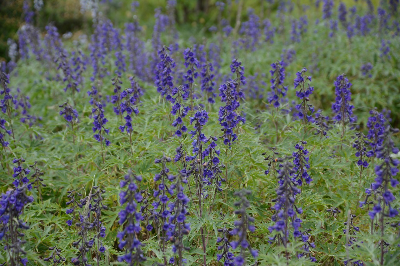 Gėlės, Gamta, Violetinė, Augalai, Gėlių Laukas, Gėlių, Natūralus, Žalias, Žydėti, Žiedas