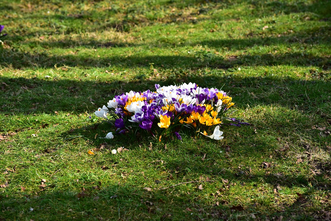 Gėlės, Crocus, Gėlių Žiedlapiai, Geltona, Spalva, Žiedas, Žydėti, Augalas, Violetinė, Gamta