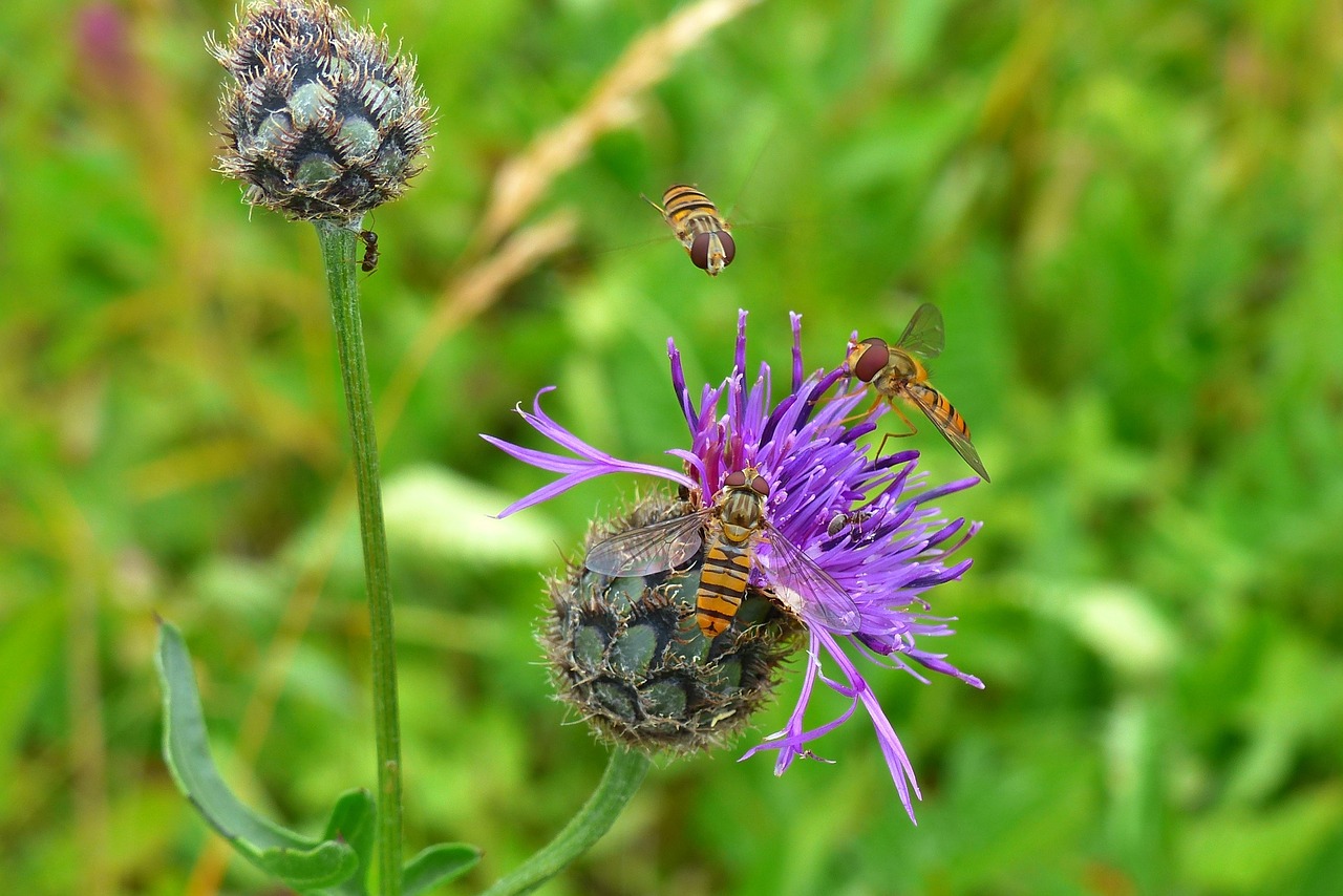 Gėlės, Violetinė, Violetinė, Skristi, Hoverfly, Episyrphus Balteatus, Pjaustytinė Gėlė, Knapweed, Flora, Fauna