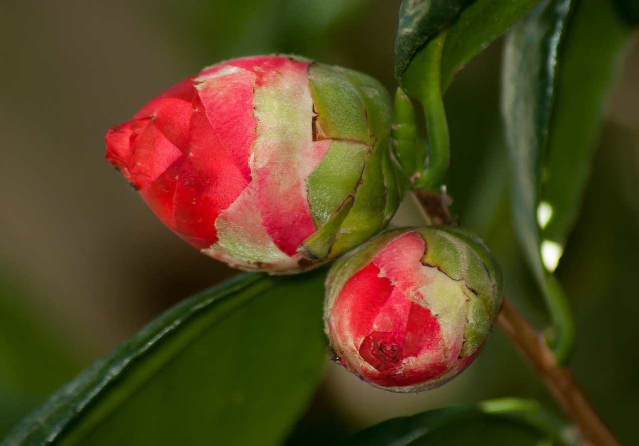 Gėlės, Camelia, Mygtukai, Gėlių Pumpurai, Nemokamos Nuotraukos,  Nemokama Licenzija