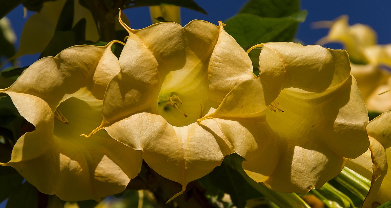 Gėlės, Geltona, Angelo Trimitas, Brugmansia, Žydi, Sodas, Didelis, Flora, Toksiškas, Nuodingas