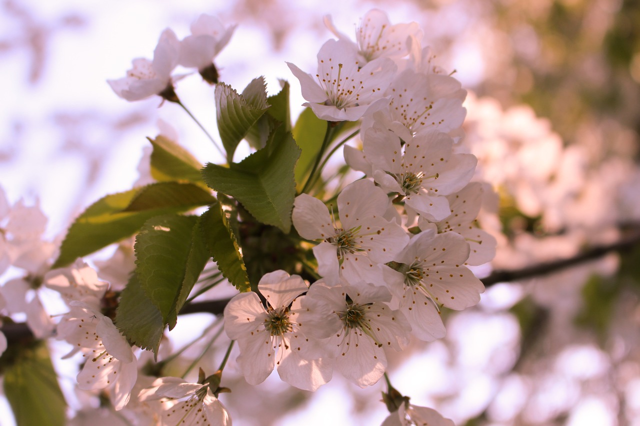 Gėlės, Pavasaris, Vyšnių Žiedas, Flora, Gamta, Pavasario Gėlė, Žalias, Sezonas, Šviesus, Žiedas