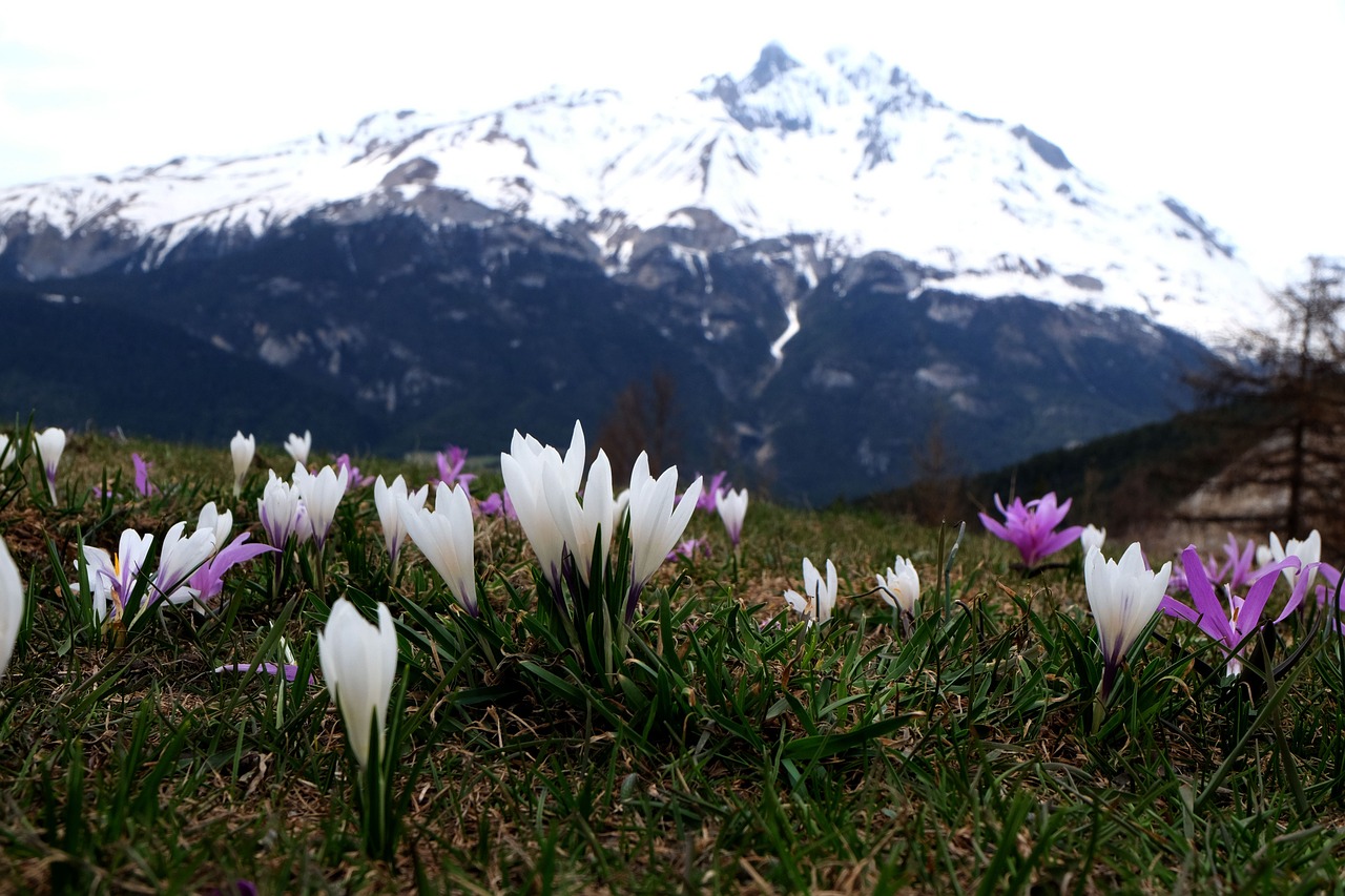 Gėlės, Kalnas, Gamta, Bramans, Šventasis Akmuo Ekstravagas, Crocus, Sniegas, Alpės, France, Nemokamos Nuotraukos