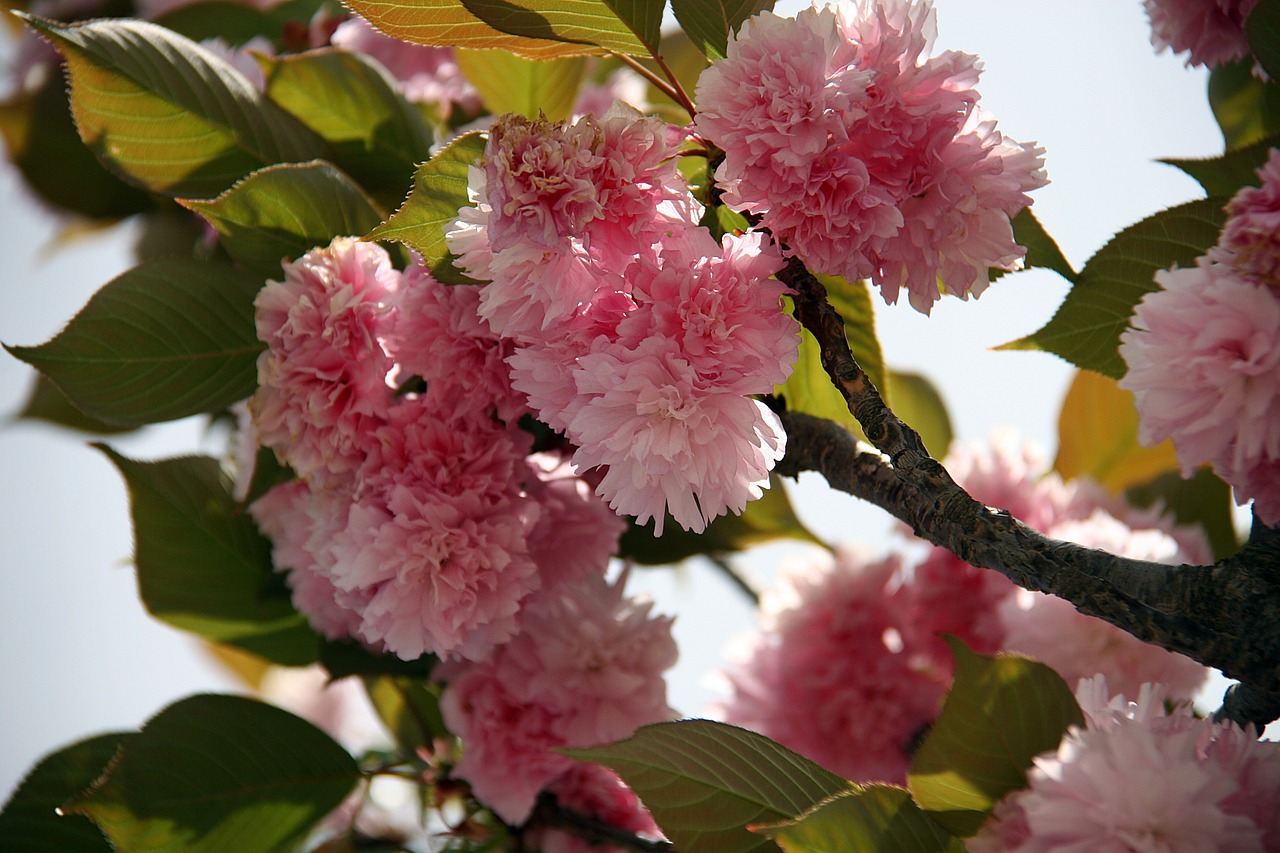 Japonų Vyšnios, Vyšnių Žiedas, Gėlės, Pavasaris, Žydėti, Gamta, Medis, Nemokamos Nuotraukos,  Nemokama Licenzija