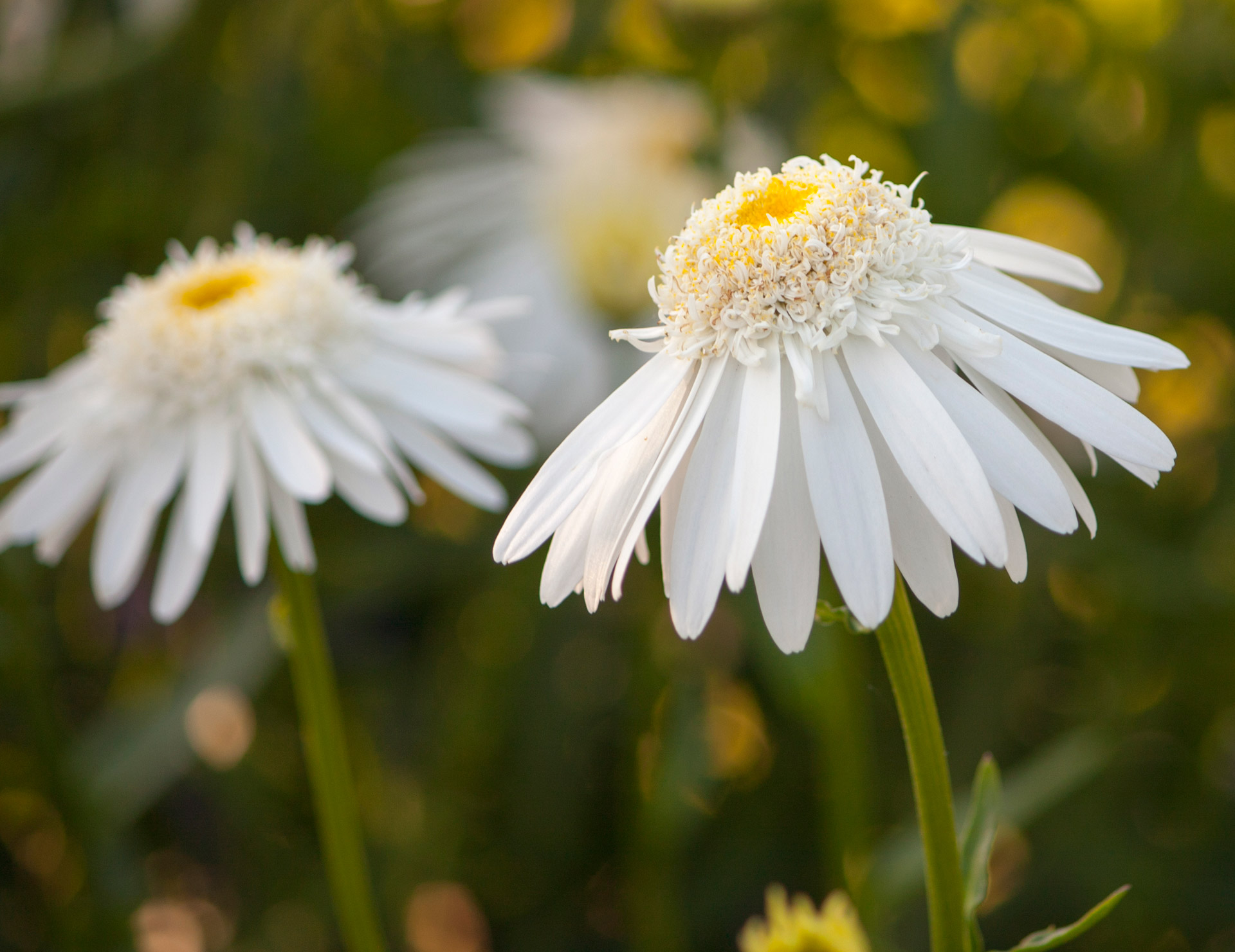 Daisy,  Rozės,  Gėlė,  Gėlės,  Balta,  Geltona,  Gražus,  Gėlių,  Fauna,  Gamta