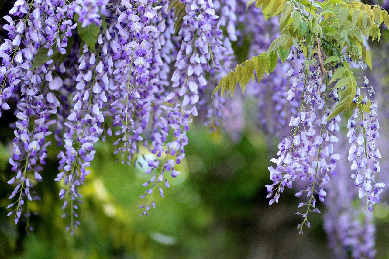 Acacia, Glicinas, Wisteria, Gėlės, Medis, Mov, Pavasaris, Kasejus, Klestėjo, Gamta