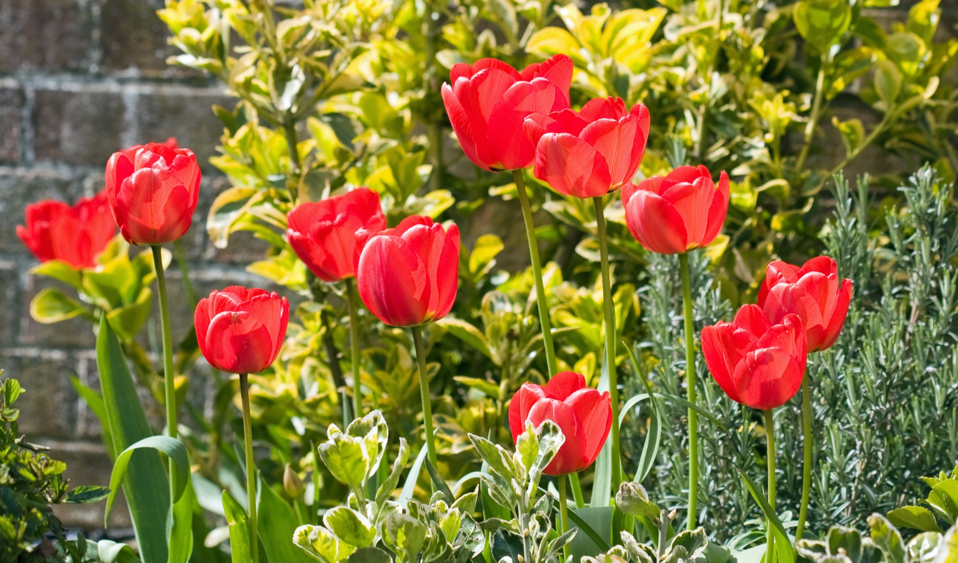 Gėlė,  Gėlės,  Tulpė,  Tulpės,  Raudona,  Rodyti,  Gėlių,  Flora,  Gamta,  Gražus