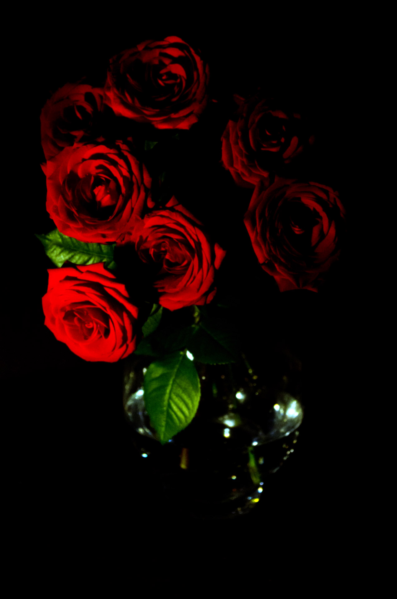 Gėlė,  Gėlės,  Raudona,  Rožė,  Rožės,  Fonas,  Šešėlis,  Valentino Diena,  Prisiminti,  Dovanos