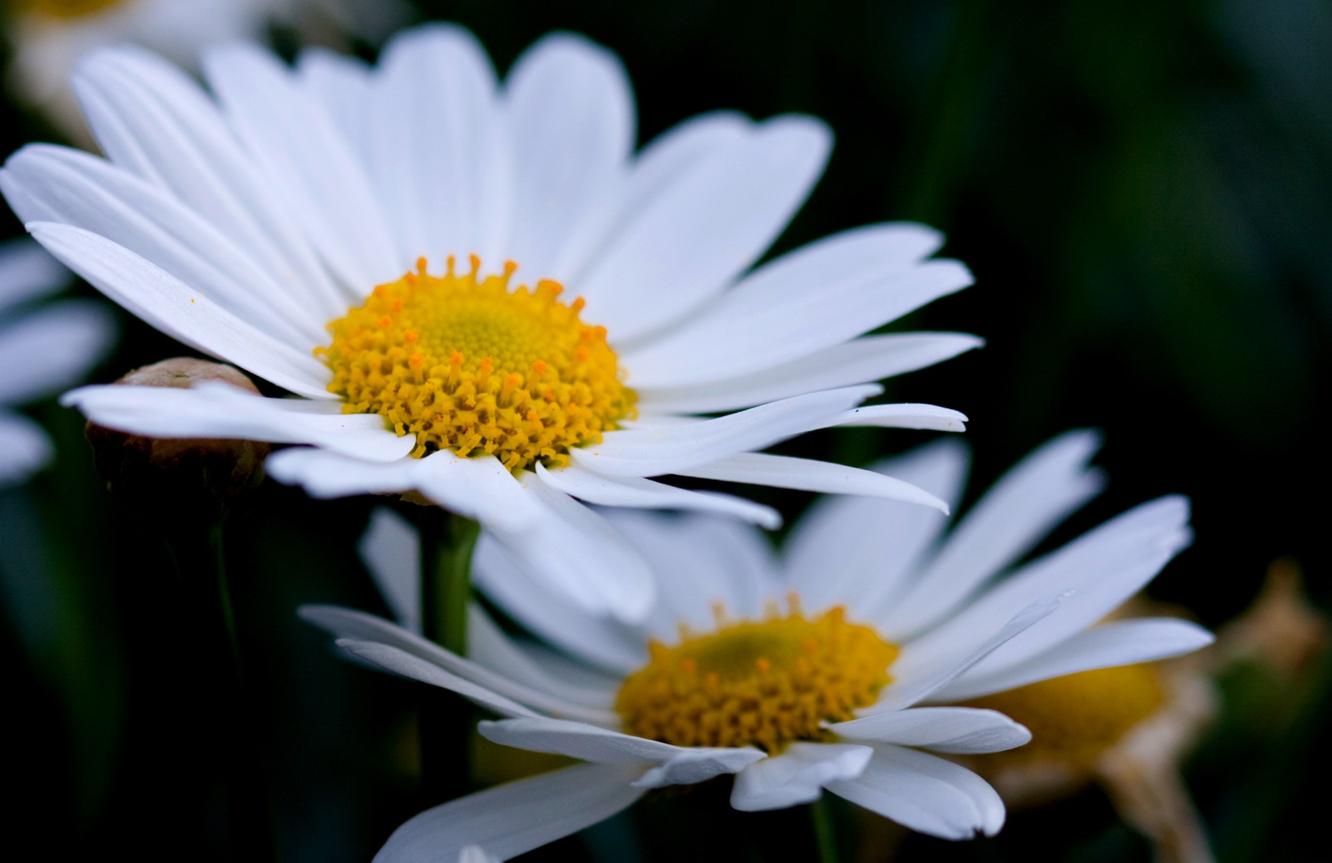 Gėlės,  Gėlė,  Daisy,  Rozės,  Balta,  Iš Arti,  Makro,  Detalės,  Žiedlapiai,  Subtilus